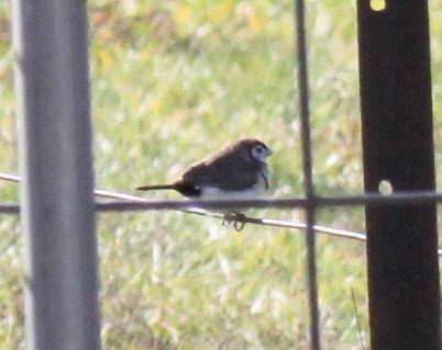 Double-barred Finch - ML620697253