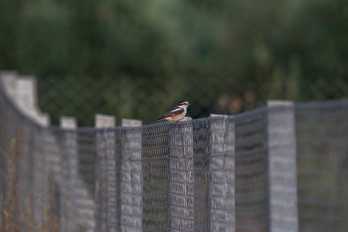 Masked Shrike - ML620697255