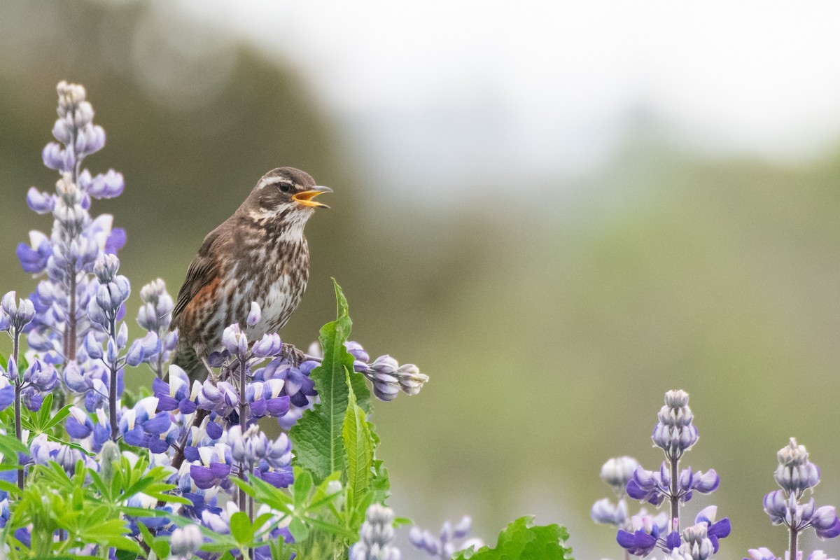 Redwing (Icelandic) - ML620697258