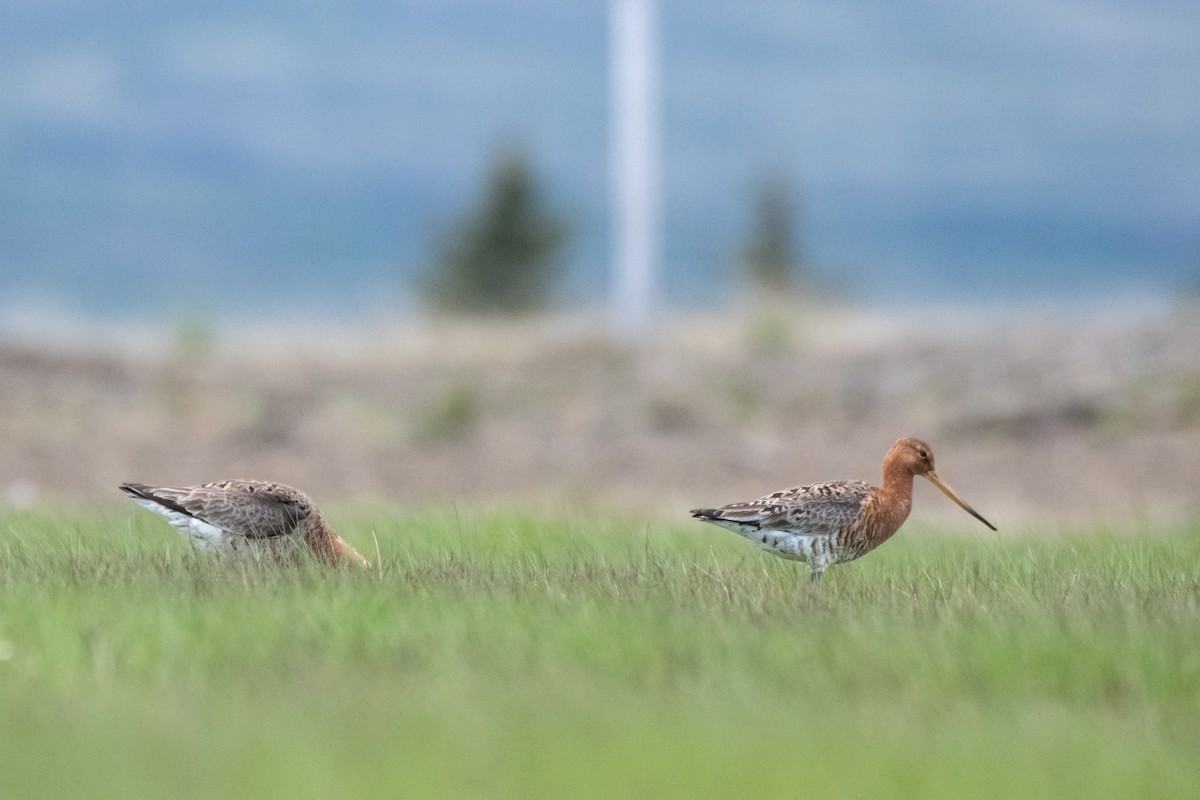 Black-tailed Godwit (islandica) - ML620697262