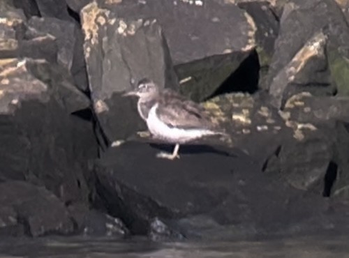 Common Sandpiper - Patrick Finch