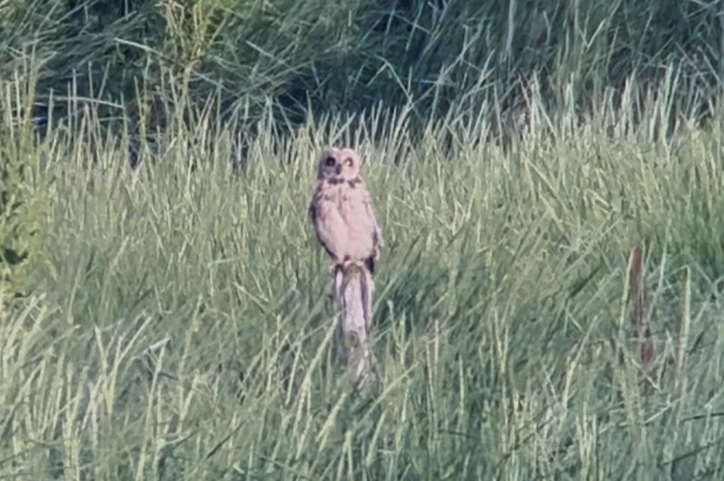 Short-eared Owl - ML620697266