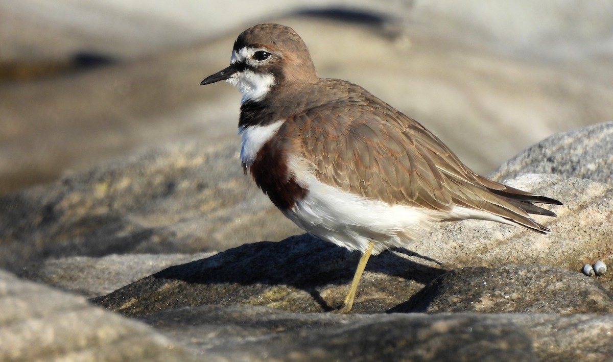 Double-banded Plover - ML620697270