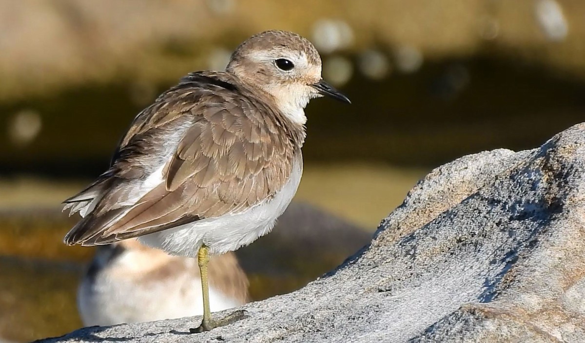 Double-banded Plover - ML620697272