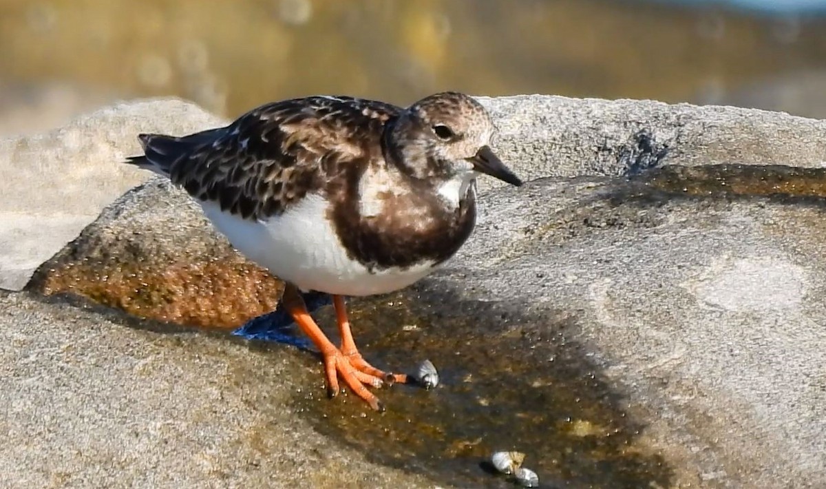 Ruddy Turnstone - ML620697275