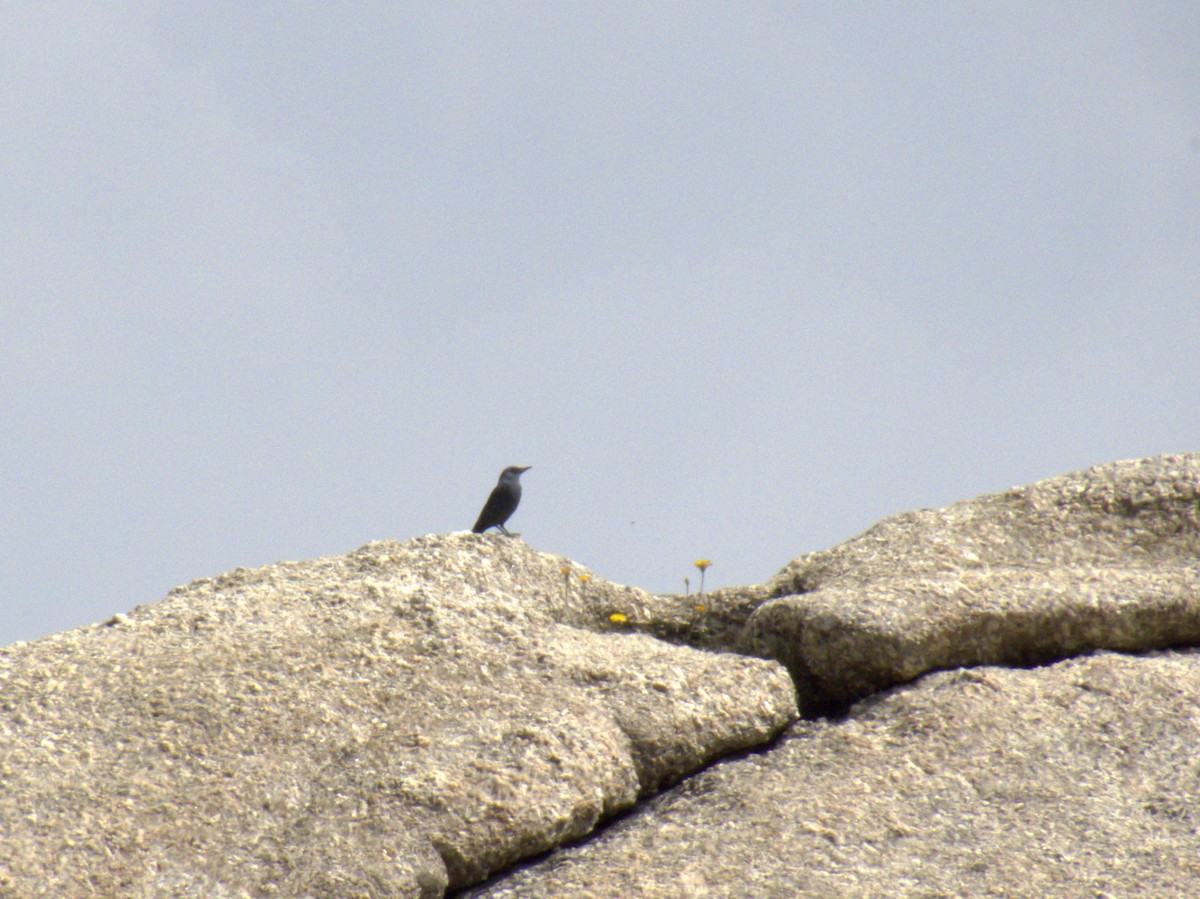 Blue Rock-Thrush - ML620697277