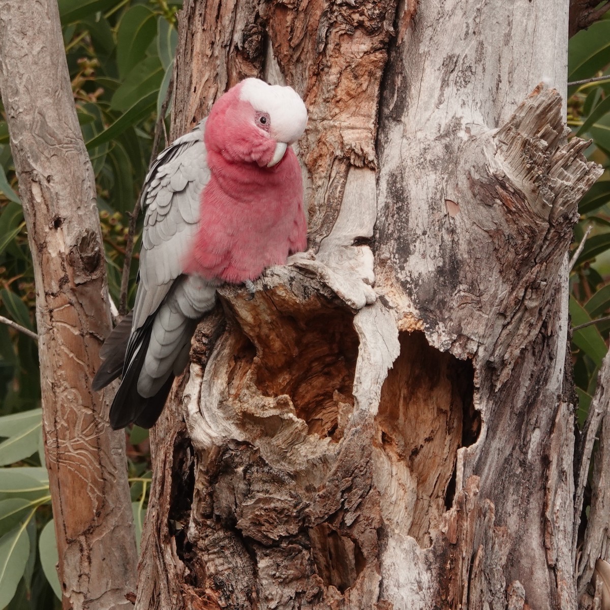 Cacatúa Galah - ML620697289