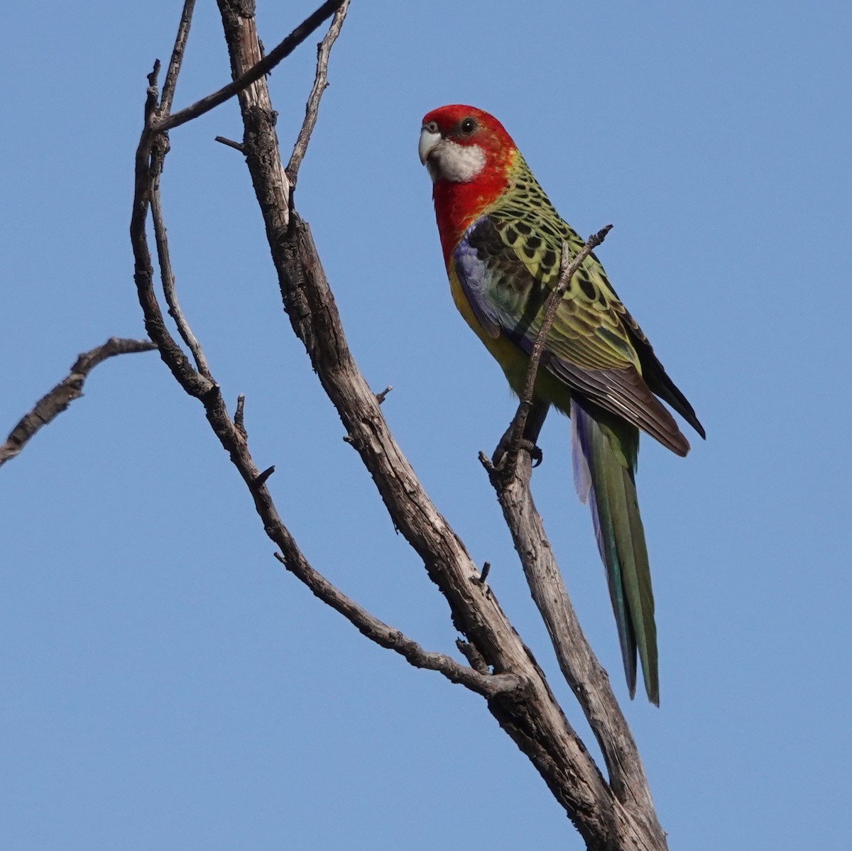 Eastern Rosella - ML620697292