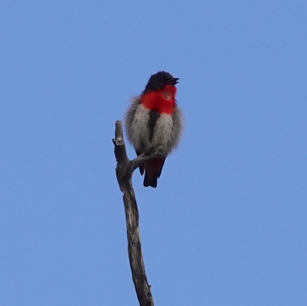 Mistletoebird - ML620697293