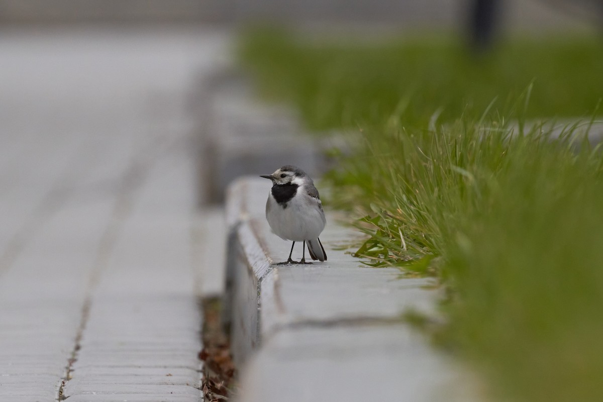 White Wagtail - ML620697294