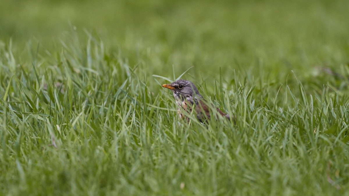 Fieldfare - ML620697295