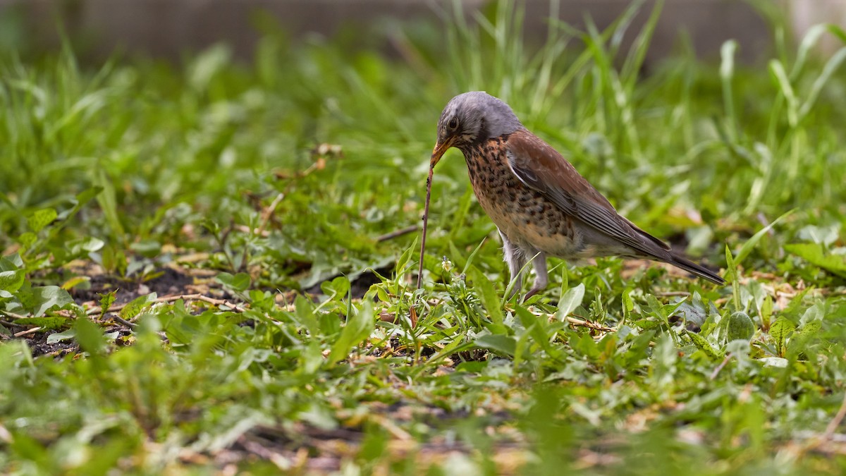 Fieldfare - ML620697296