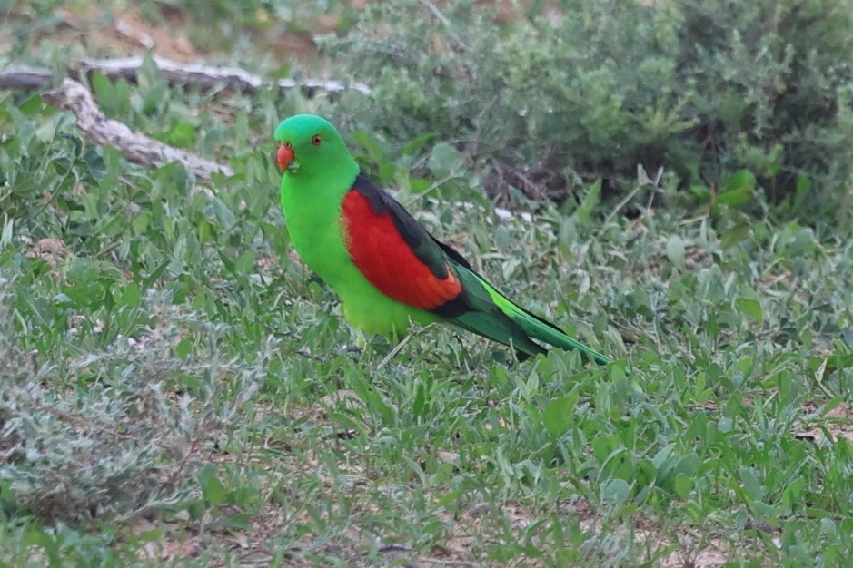 Red-winged Parrot - ML620697297