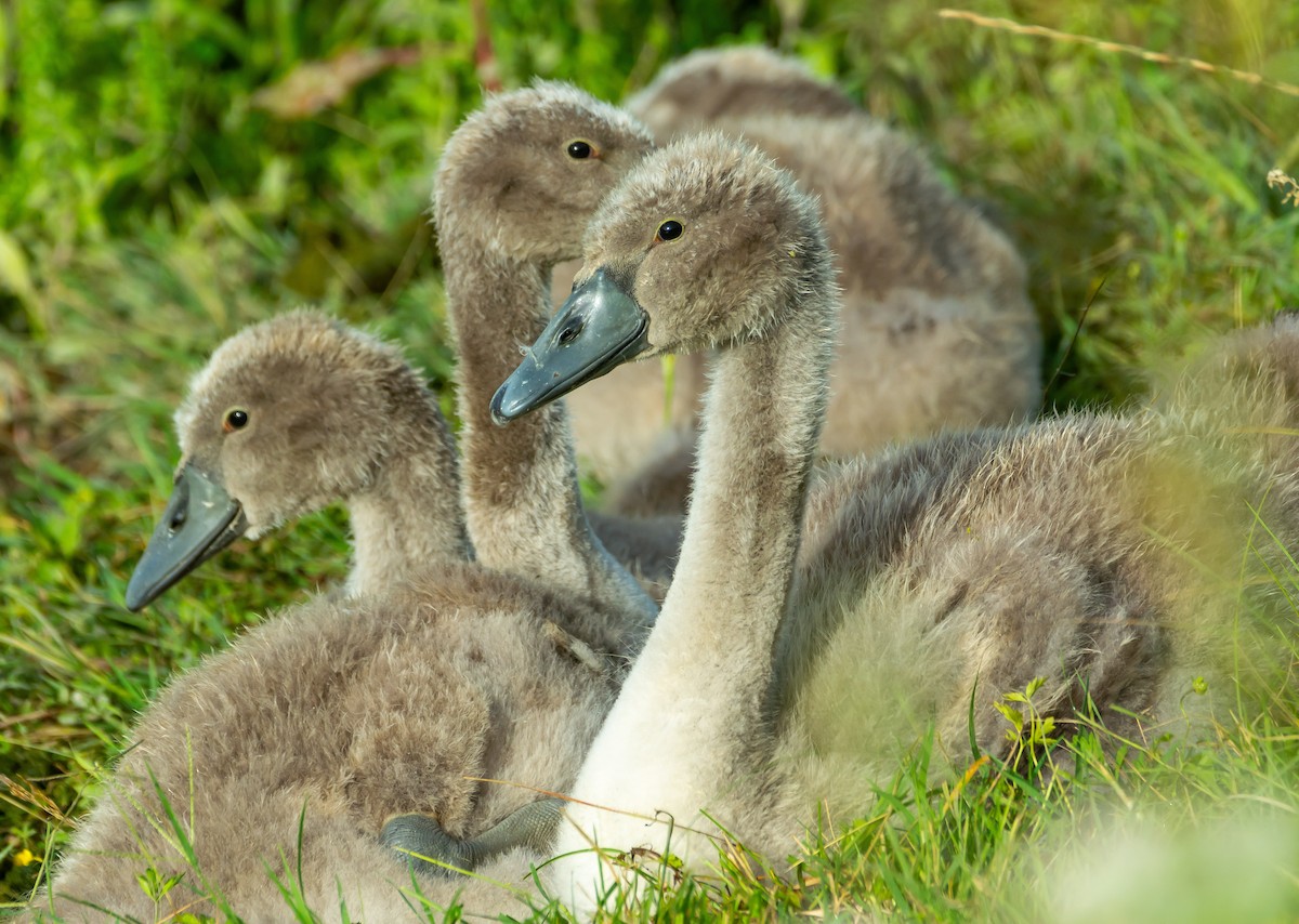 Mute Swan - ML620697299