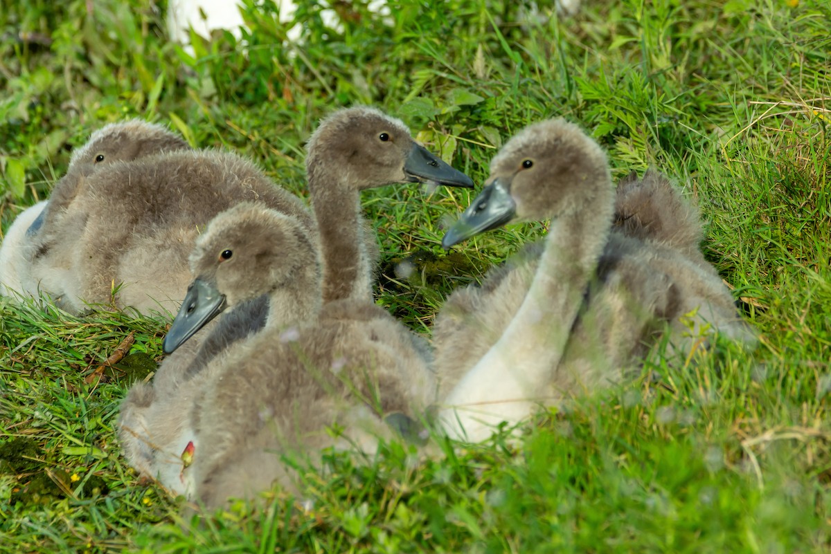 Mute Swan - ML620697301