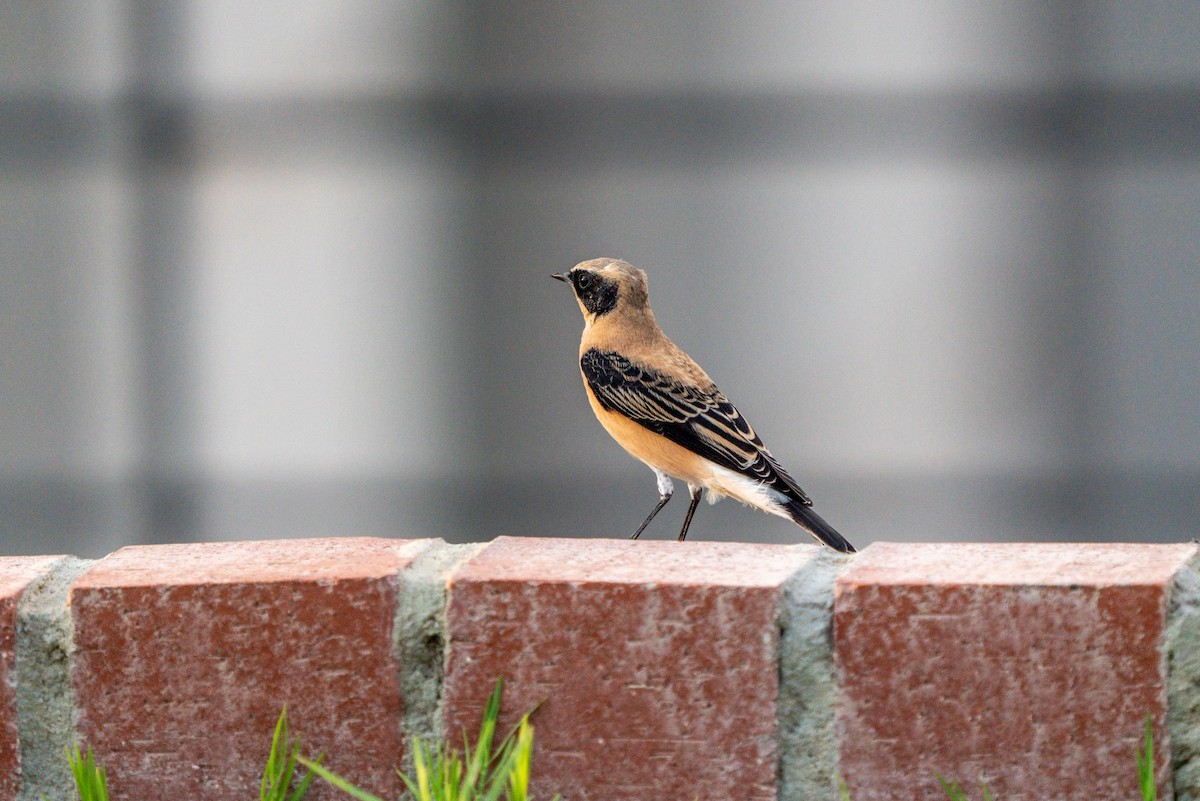 Eastern Black-eared Wheatear - ML620697303