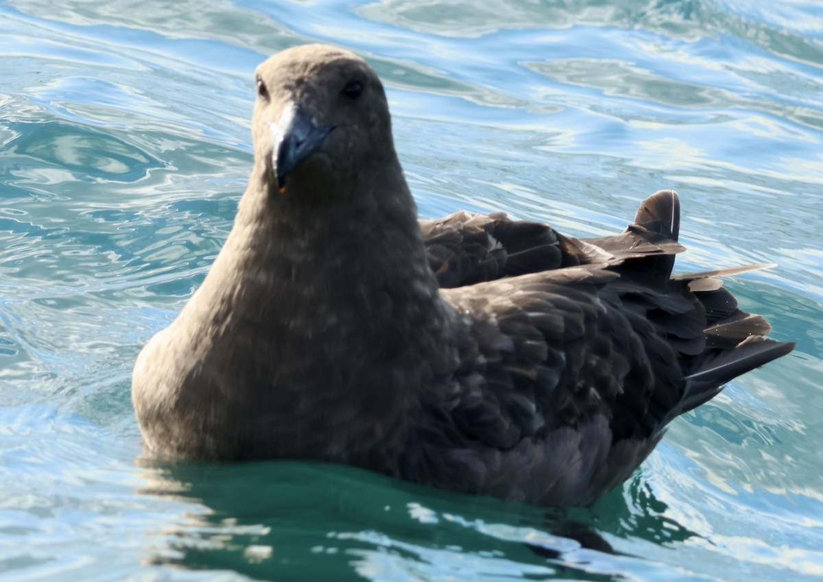 Brown Skua - ML620697306