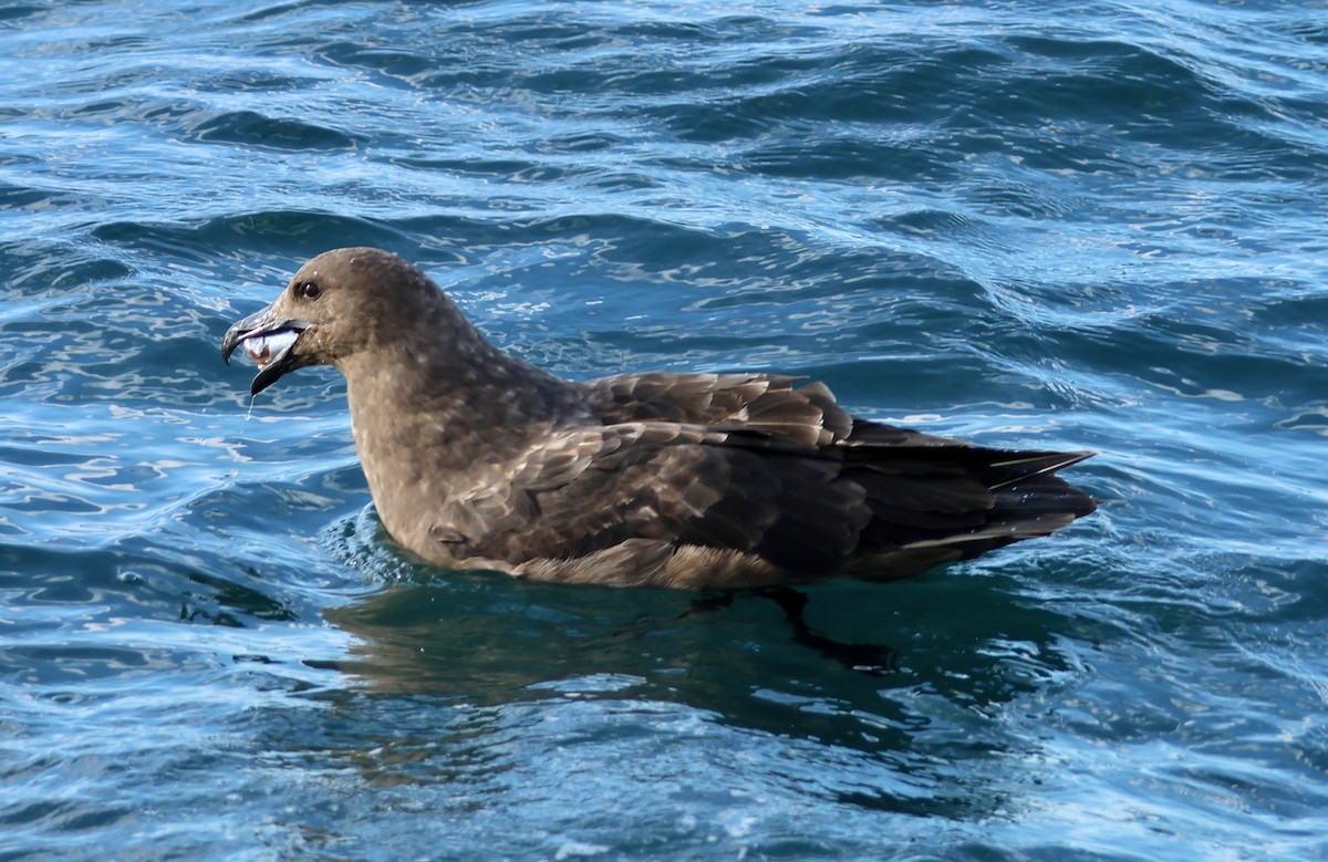 Brown Skua - ML620697307