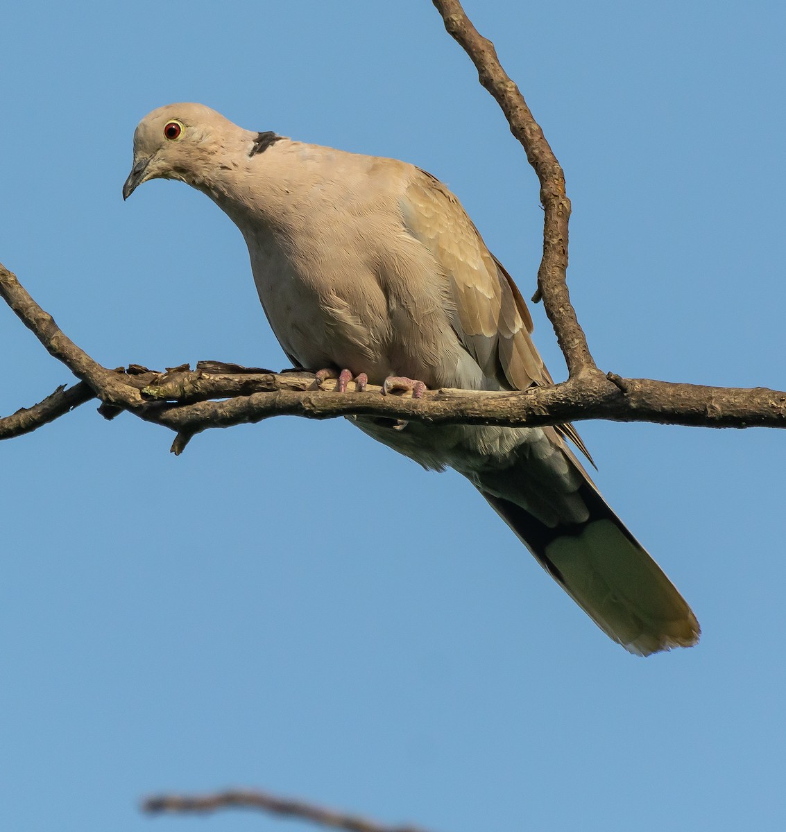 Eurasian Collared-Dove - ML620697313