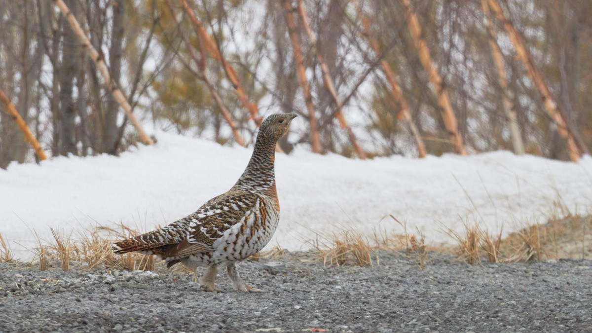 Western Capercaillie - ML620697314