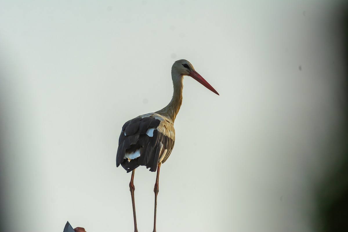 stork - ML620697315