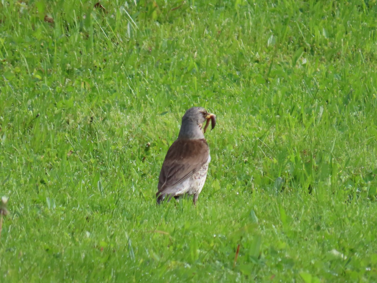 Fieldfare - Elizabeth Ferber