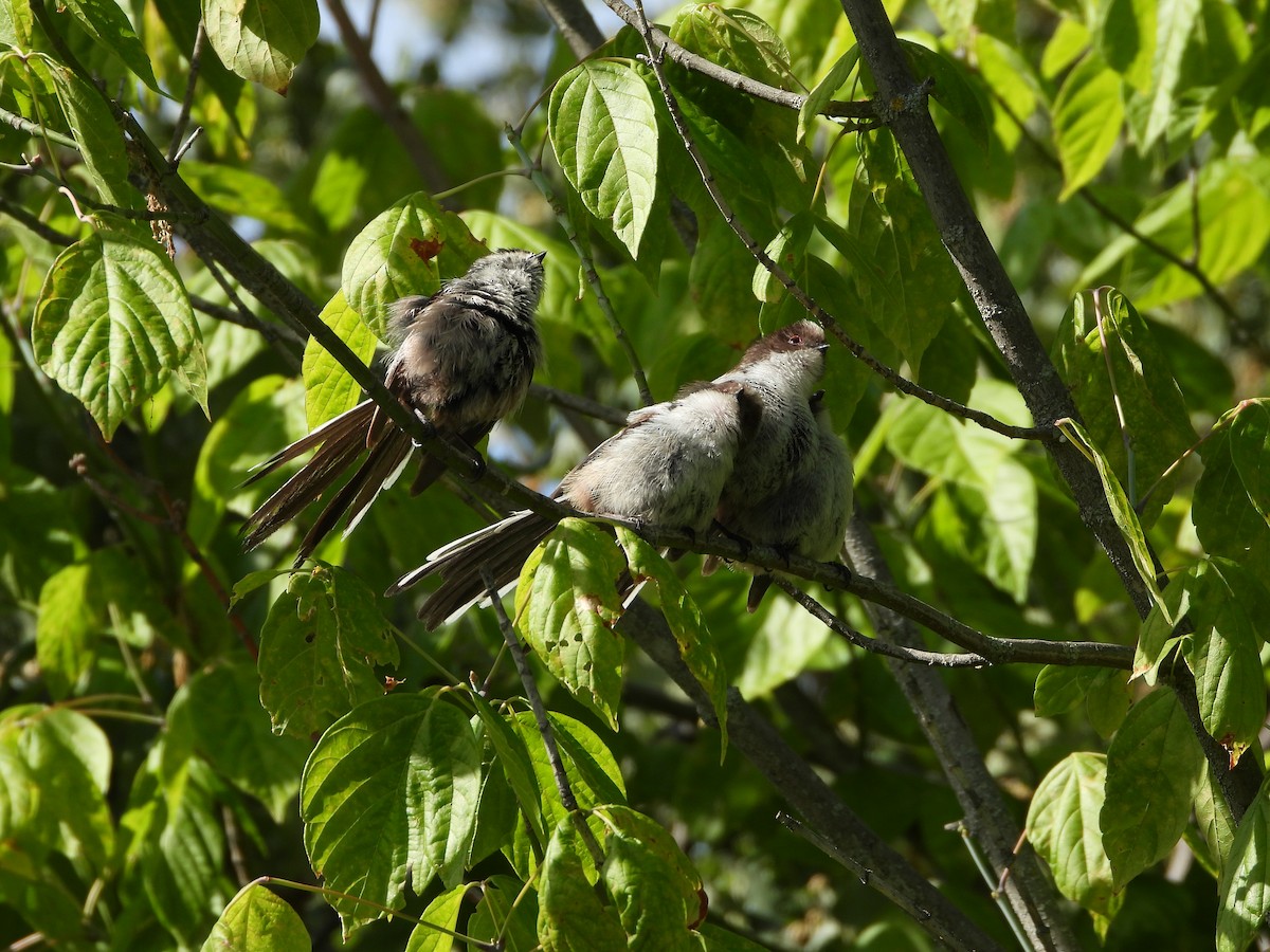 Long-tailed Tit - ML620697326