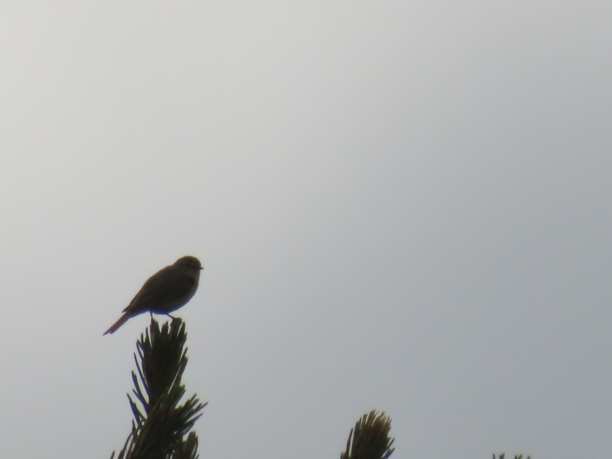 Mosquitero Común - ML620697329