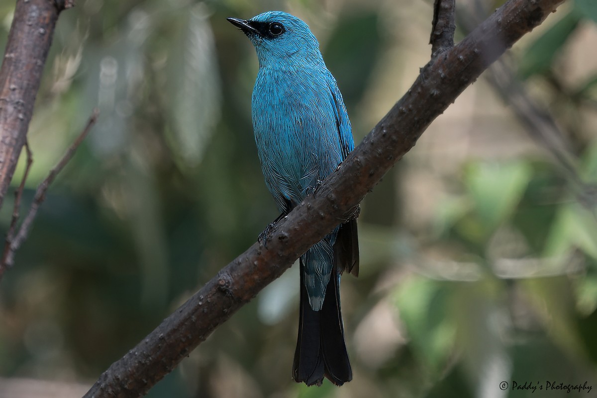 Verditer Flycatcher - ML620697332