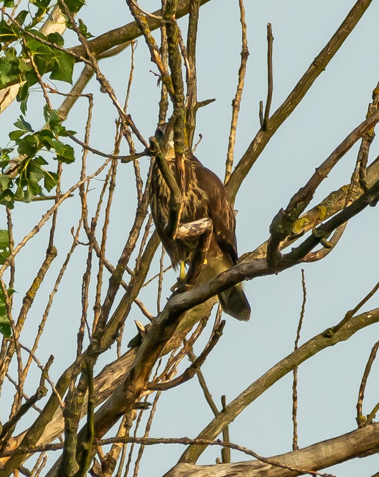 Common Buzzard - ML620697333