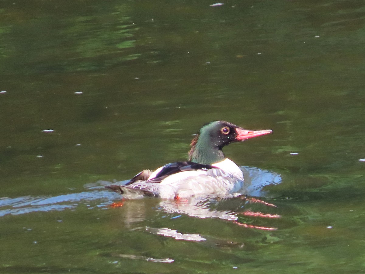 Common Merganser - ML620697334