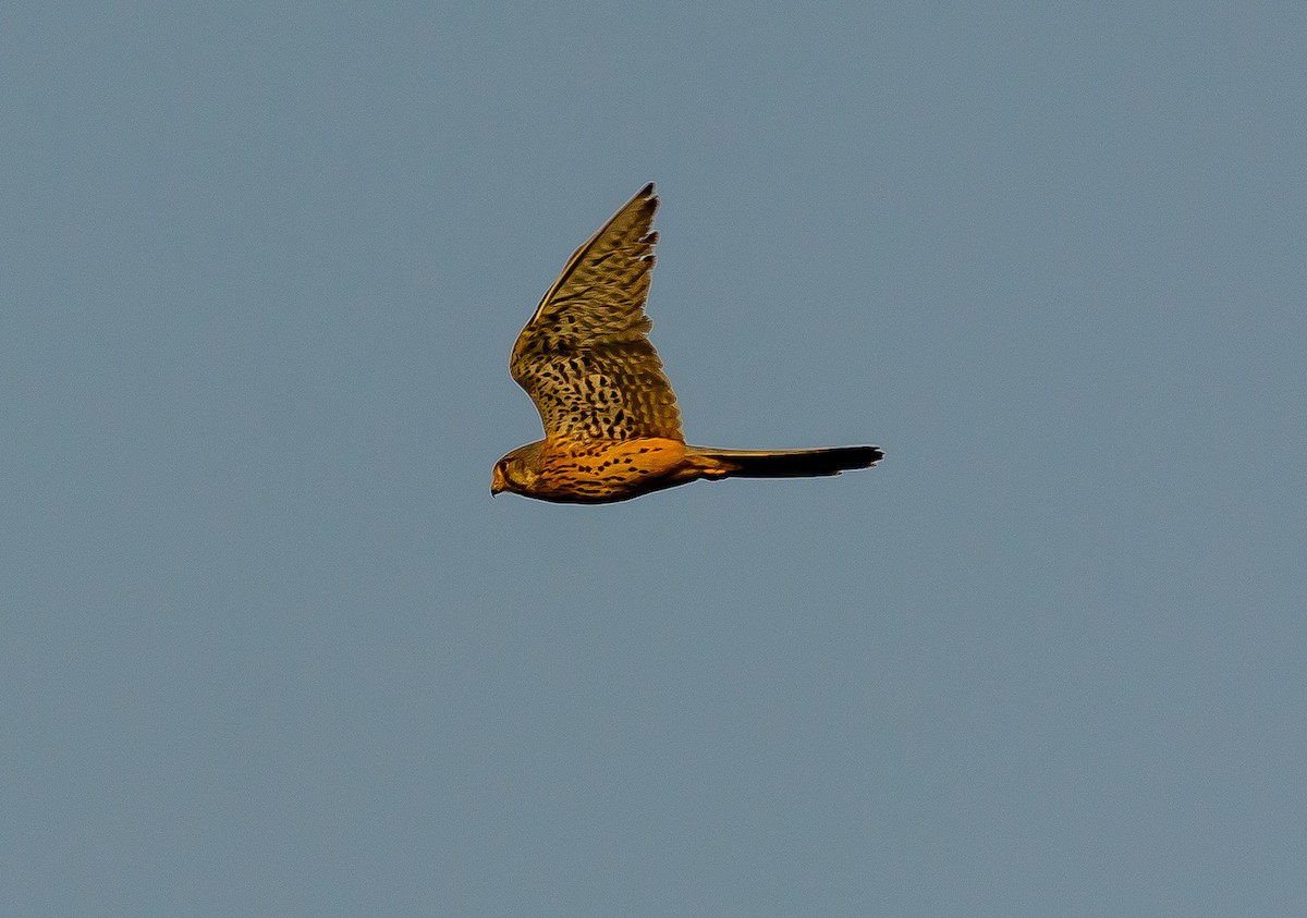 Eurasian Kestrel - ML620697346