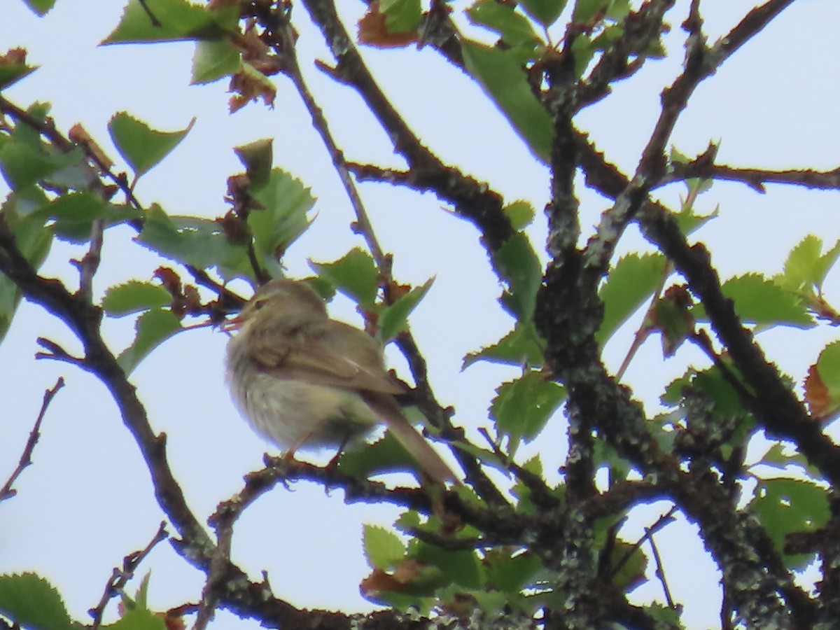 Willow Warbler - ML620697350