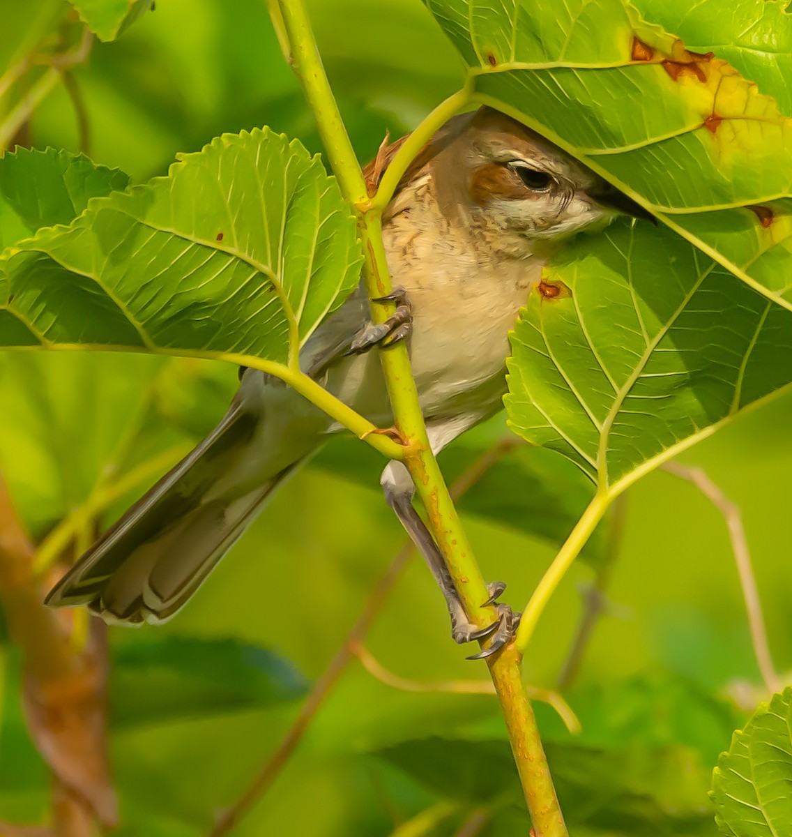 Red-backed Shrike - Boris Okanović