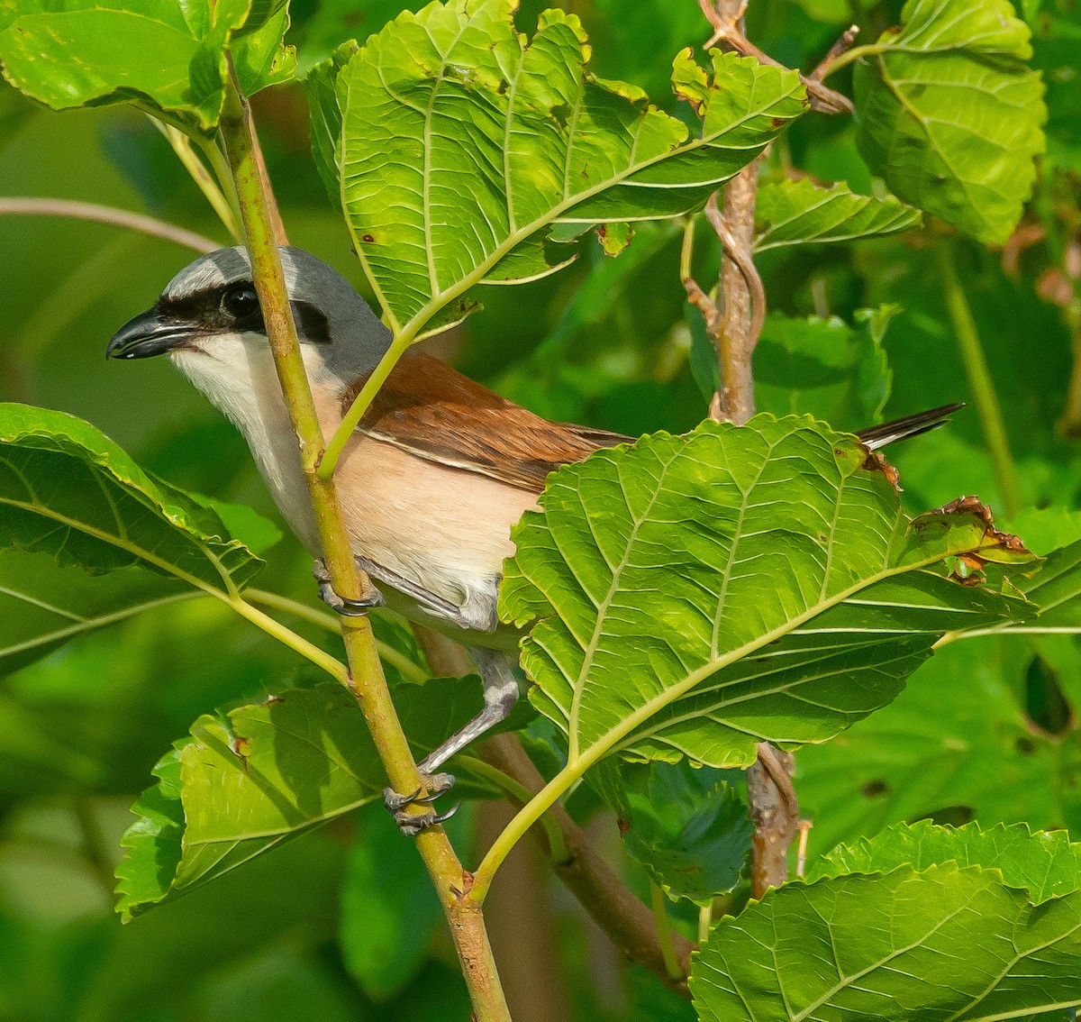 Red-backed Shrike - ML620697358