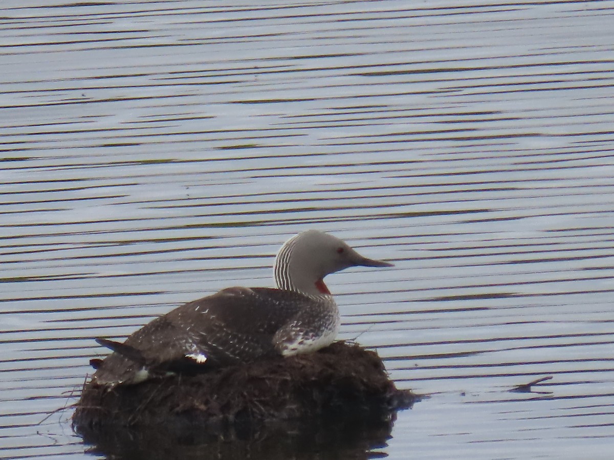 Red-throated Loon - ML620697365