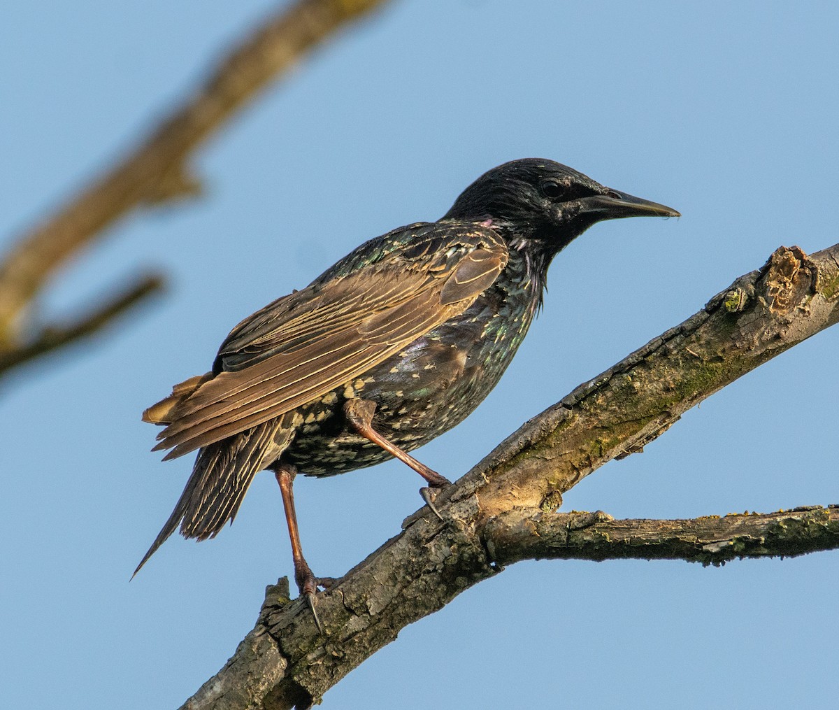 European Starling - ML620697366