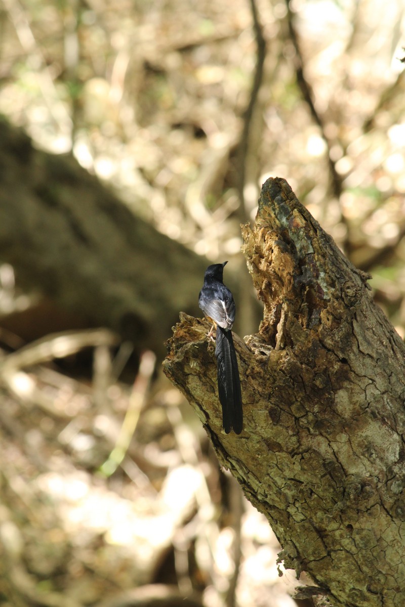 White-rumped Shama - ML620697372