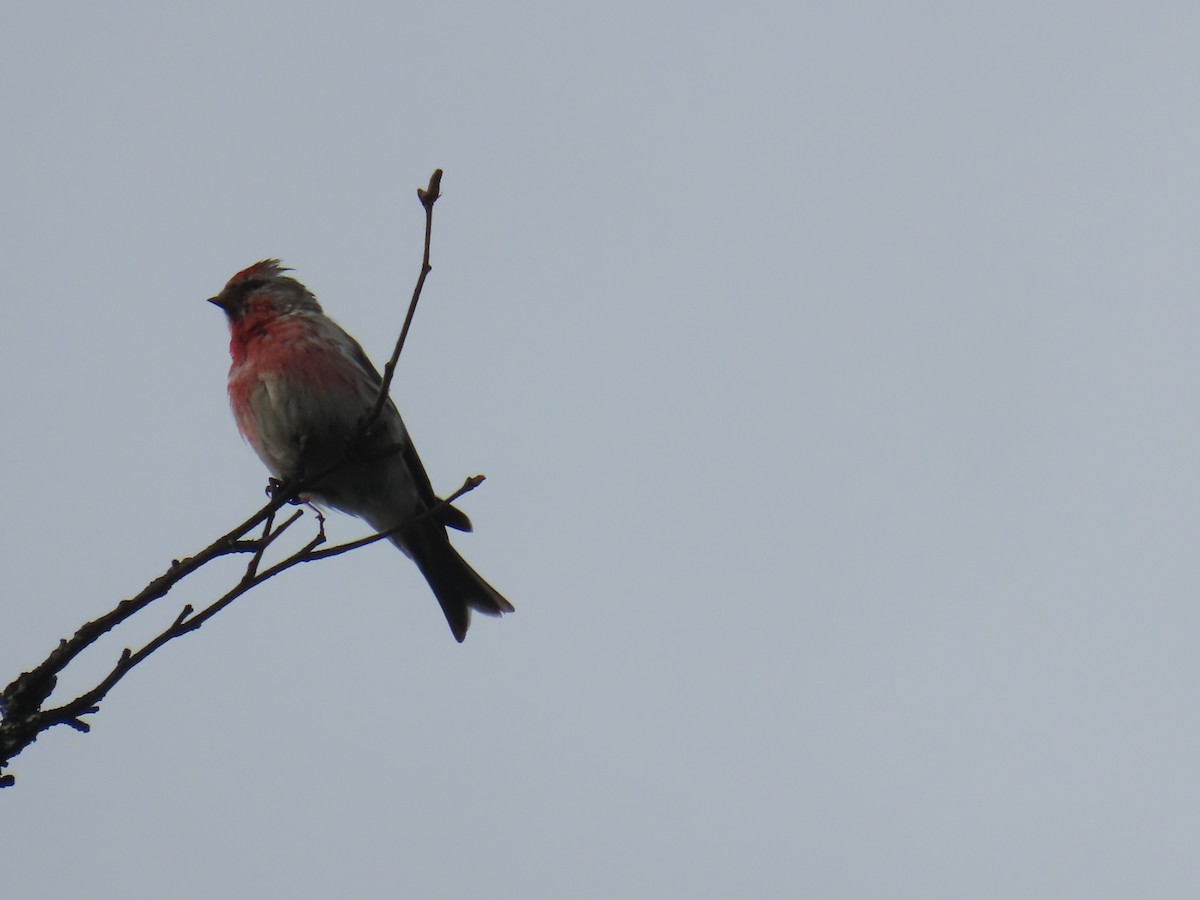 Lesser Redpoll - ML620697373