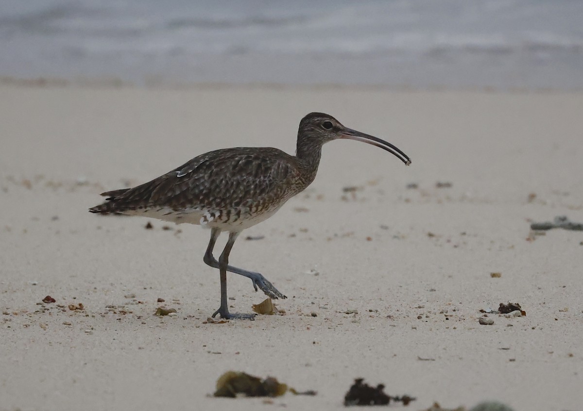 Whimbrel - ML620697376