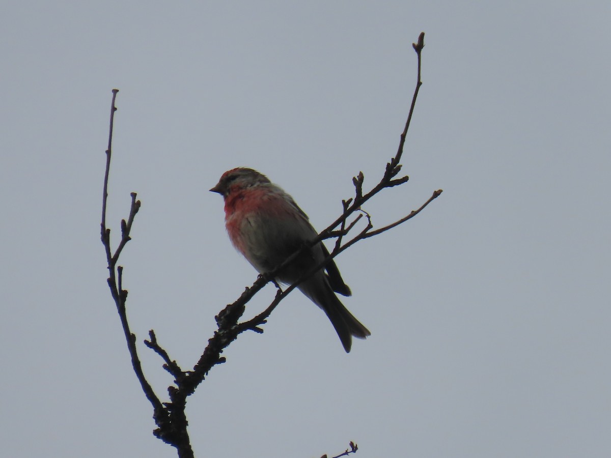 Lesser Redpoll - ML620697377