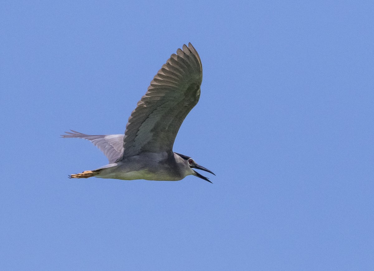 Black-crowned Night Heron - ML620697378