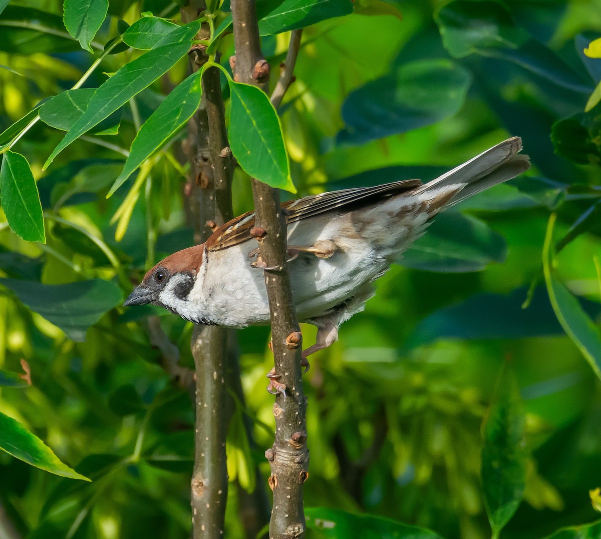 Eurasian Tree Sparrow - ML620697379