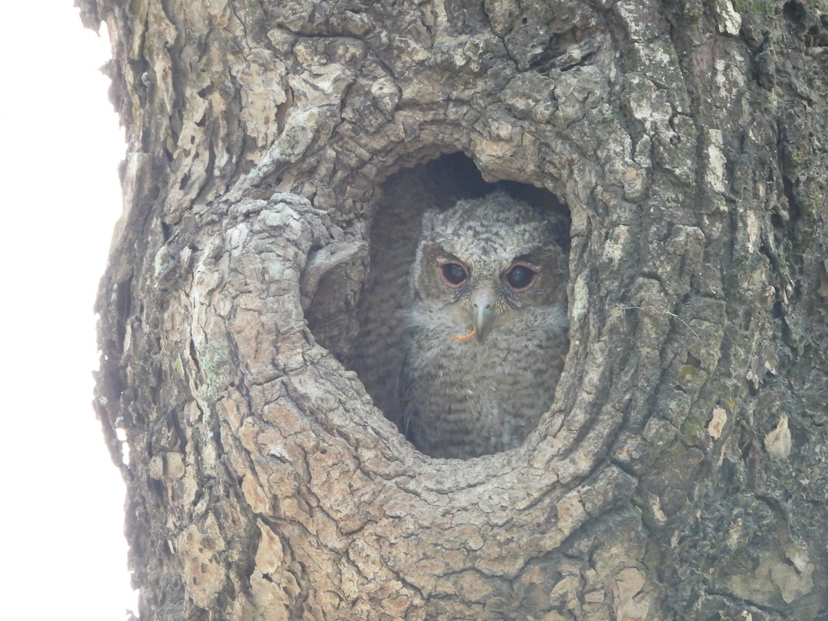 Collared Scops-Owl - ML620697380