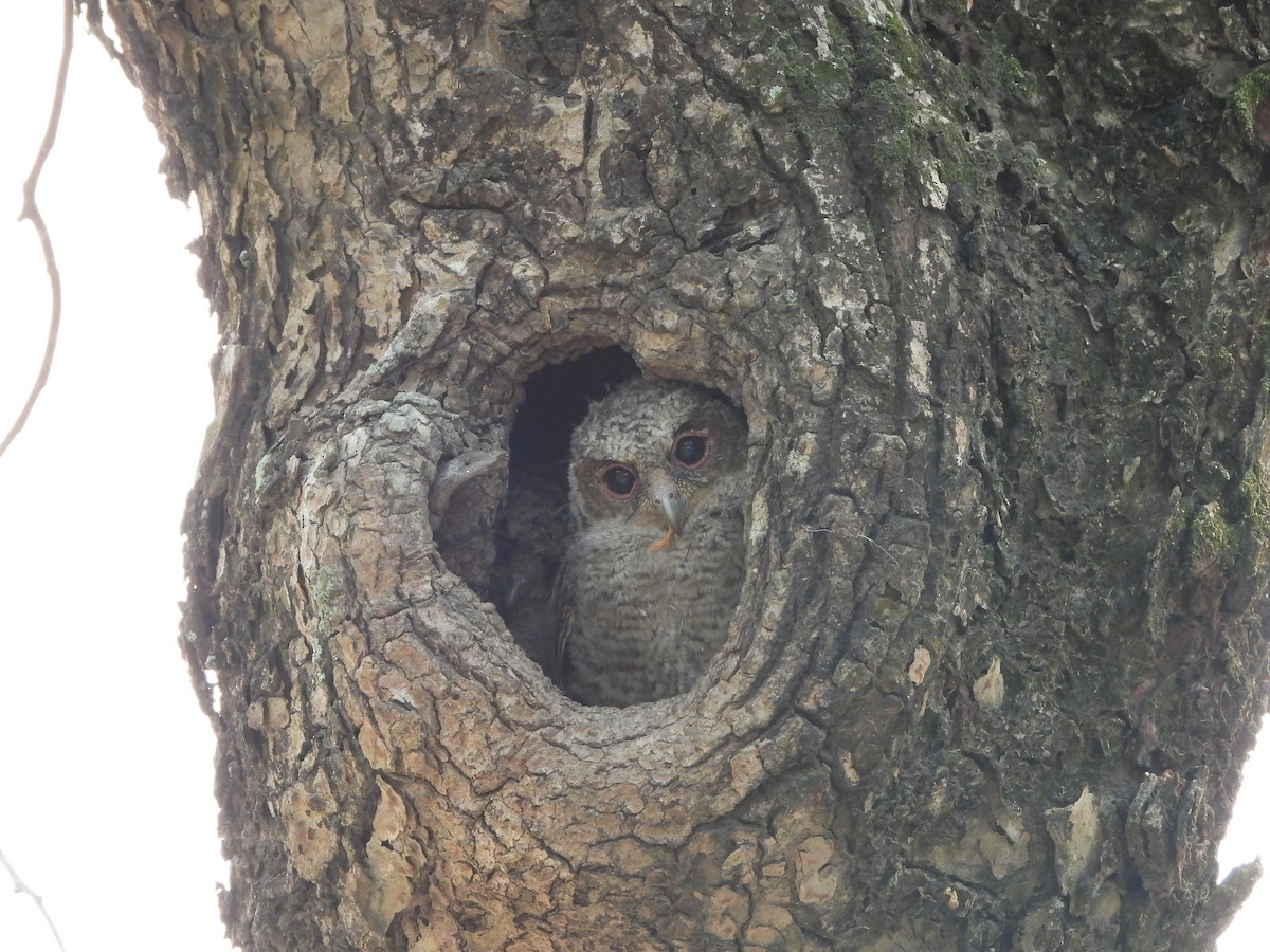 Collared Scops-Owl - ML620697381