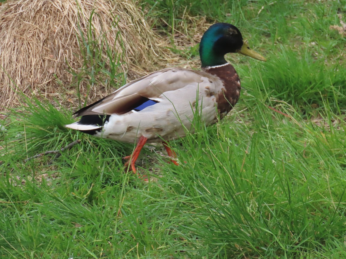 Canard colvert - ML620697384