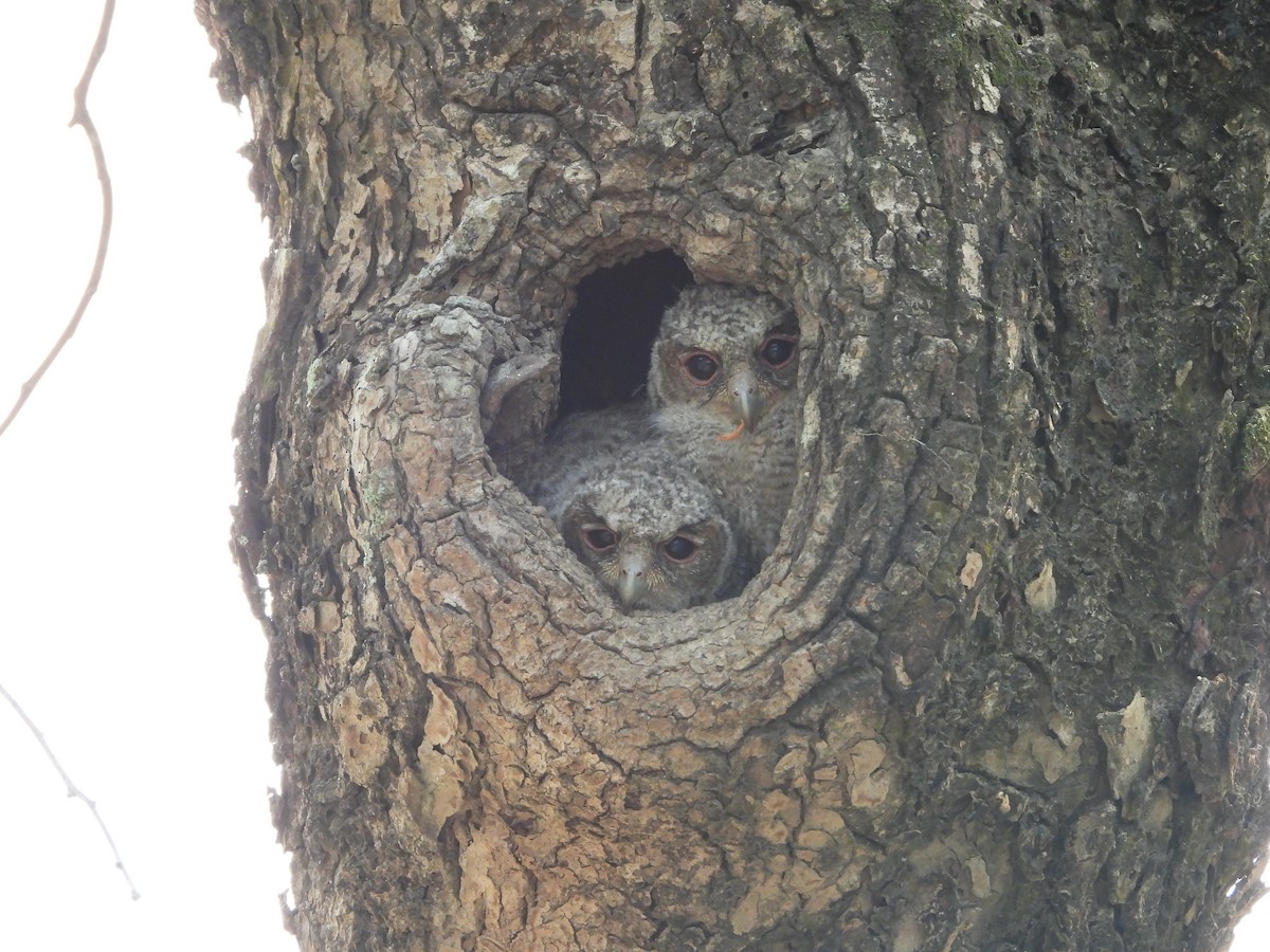 Collared Scops-Owl - ML620697387