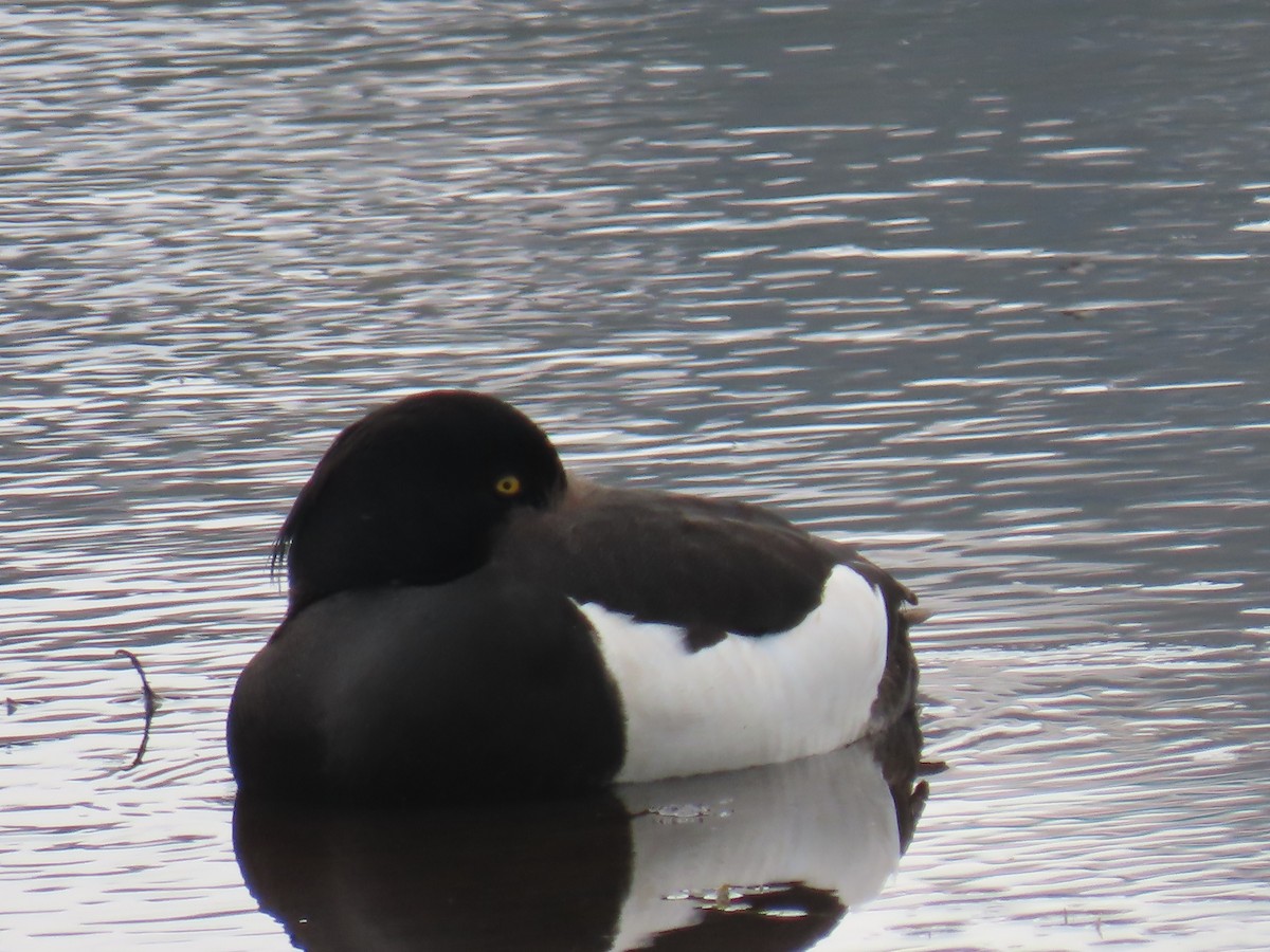 Tufted Duck - ML620697389