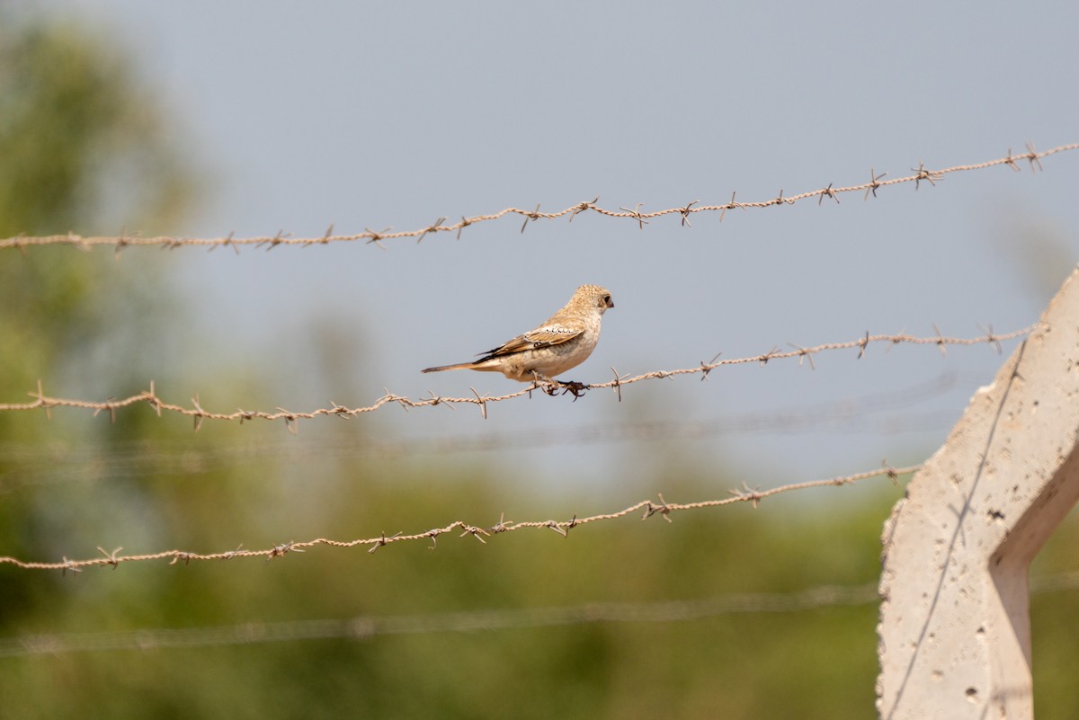 Woodchat Shrike - ML620697391