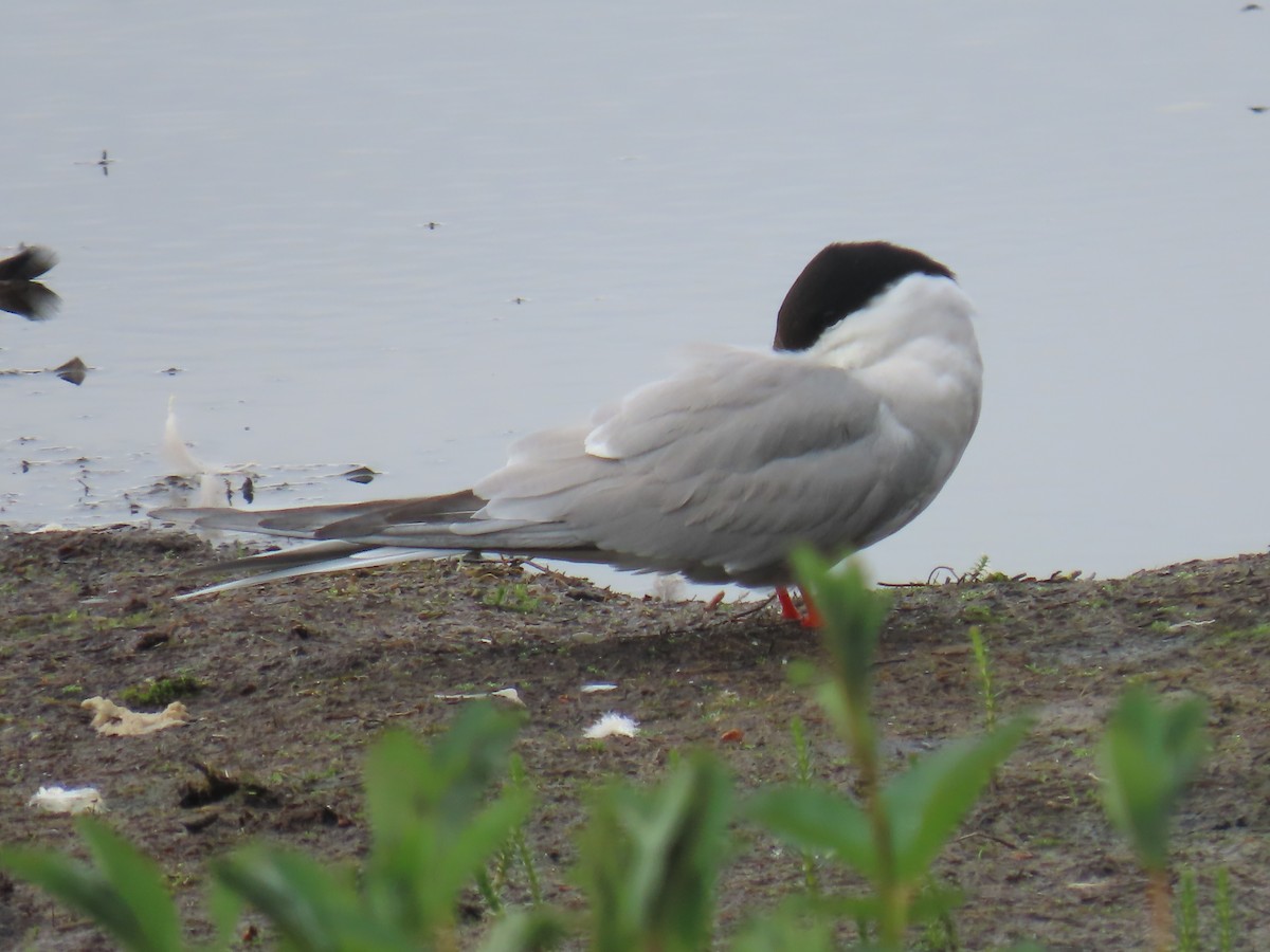 Common Tern - ML620697395